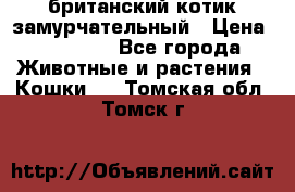 британский котик замурчательный › Цена ­ 12 000 - Все города Животные и растения » Кошки   . Томская обл.,Томск г.